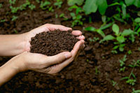 Two handfuls of soil